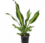 베하몰 실내 화초 맛상게아나 드라세나 중품 약60cm : 베스트 하우스