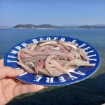 자연산 제철 활 전어 (세꼬시/필렛/구이용 옵션 선택 가능) : 코리아푸드