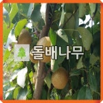 돌배나무 묘목 지리산돌배 접목1년 : 경동농원