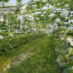 햇살을 먹고 자란 국내산 단호박 5kg 크기 랜덤 4-5개 (2025년 수확 산지배송) : 삼일육농장