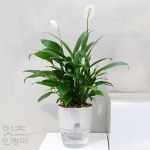 Itsok 원형 자동급수 화분 화이트 8.5x11.5cm 가정용스마트팜 식물자동급수기 : ITSOK