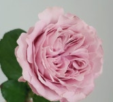 스윗포러브(Sweet 4 Love) : La Rose