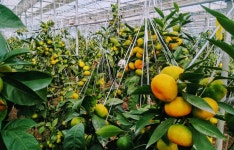 [쌍둥이농장] 하우스귤 3kg, 5kg : 데이셜 daycial