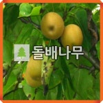 돌배나무 묘목 실생2년 2주묶음 : 경동농원