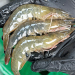 통수산 제철 새우 급냉 흰다리새우 뚱띠새우 왕새우 20미 1KG : 통 수산