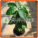 커피나무 묘목 아라비카 15cm포트묘 : 경동농원
