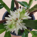 히비끼 브락티오섬 알바28 : 샬롬꽃농원