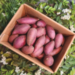 24년 햇고구마 꿀 밤 고구마 호박고구마 베니하루카 3kg, 5kg 해남 : 마켓컬러-