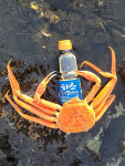 온평모다들엉 해조 홍게 맛간장 소스 선물세트 500ml 900ml : 서귀포인정