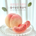 영주 순흥   황도 백도 딱딱이 말랑이 복숭아 4kg : 율수농장