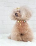 포펫츠온리 Candy Diamonds Collar : 헤이도그 송도본점