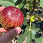 고품질 영암 홍무화과 승정도후인 여왕 과일 : 쇼핑1스푼