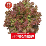 아시아종묘 씨앗 상추 햇살적축면 펠렛 1000립 : 아시아종묘