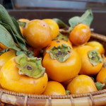 태추단감 부유 차량 진영 감 농장직배송 : 허니유통