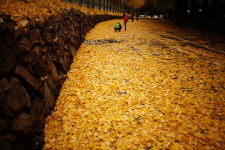 KTX 단풍명소 대둔산 케이블카 장태산 자연휴양림 당일치기 기차여행 가을 트래킹 패키지 : 청송관광여행사