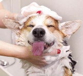 비숑전용샴푸 포비스 애견 강아지 비숑프리제 전용 샴푸 린스 겸용 550 : 슈퍼 러너