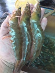 제철 활 흰다리 새우1kg(27미내외) 국내산 생산자 직송 특판 소금구이 대하 : 목포 딸바보 생선가게