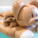 펫트리움 웰시코기 튜브 강아지튜브 애견 물놀이 수영 : 허니수니