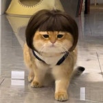 고양이 가발 강아지 소형견 가발 기여운 촬영용 가발 금발의 밥 : 마켓트랙