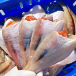 국산 반건조 참가자미 손질 알가자미 구이 말린생선 : 씰룩농수산