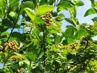 자연산 토종 제피 열매 초피 산초 장아찌용 젠피 방아 잎 국내산 건제피 제피잎 : 달콤퐁당마켓