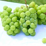 국산 프리미엄 샤인머스켓 1kg 2kg 망고포도 샤인머스캣 : 해남형제
