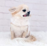 포펫츠온리 TopoMio Furry Harness Jacket White : 헤이도그 송도본점