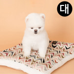 도그 포즈 강이지 침대 365 데일리 베드 (레인보우 지그재그) (대형) 강아지 쿠션 : 키플러트리