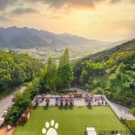 충주 반려견 숙소 켄싱턴리조트 호텔 애견동반 일반실 펫룸 디럭스 프리미어 펫 : FING3RS