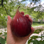 천곡 무화과농장 고당도 당일수확 무료배송 울산 대구 경북 경남 노지재배 : 천곡 무화과 농장