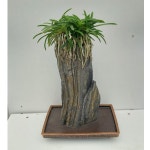 화산석 석부작 입석 사각분 : 숯이랑 돌이랑