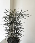 숲속 soopsok 아랄리아 아라리오 감성 실내인테리어식물 스톤라이트 화분 개업화분 : 숲속 SOOPSOK