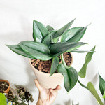 와이키키농장 트루비 문라이트 스킨답서스 공기정화 반려 행잉 수경 인테리어 카페 반음지 식물 : 와이키키 농장