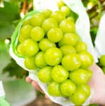 논산 별무리 포도 농장 샤인머스켓선물세트 2kg 4kg 가정용 프리미엄 고당도 3수 수출용 : 별무리 농장