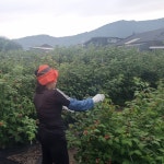 2025년 토종 복분자 특상품 생과 급냉 1KG(원산지_양평) : 양평 복분자 농장