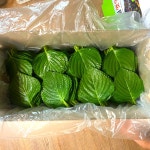 명심농장 논산 햇감자 1kg 2kg : 소록농장