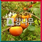 감나무 묘목 둥시감 접목1년 2주묶음 : 경동농원