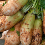 국내산 달고 맛난 무 무우 흙무 제주 햇무 다발무 : 팜이슈