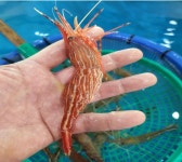 급냉 자연산 독도 꽃새우 500g 30-40 활새우 귀족새우 명품 : FOODQUEEN