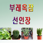 부레옥잠 물배추 생이가래 검정말 수박선인장 기둥선인장 손가락선인장 미니알로에 : 생물농장
