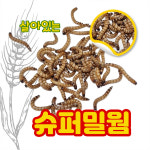 자연마켓 슈퍼밀웜 100마리 : 여주자연마켓