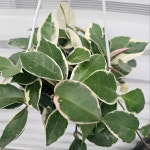 호야 행잉 공중식물 국민식물 반려식물 행잉플랜츠 에이피플랜츠 : 에이피플랜츠