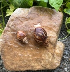 먹이용 달팽이 / 파충류먹이 / 슬러그이터 / 곤충용먹이 : 복동이네달팽이농장