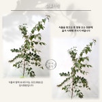 로얄 프로스트(19cm포트) - 자작나무 신품종 속성수 재테크 수종 농장직배송 경계수 : 아재정원