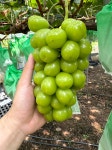 샤인is성일농원 고당도 김천샤인머스켓 2Kg 4Kg 껍질얇은 풀메트 망고포도 GAP : 샤인is성일농원