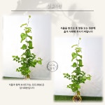 골든 오블리스크(19cm포트) - 자작나무 신품종 속성수 재테크 수종 농장직배송 : 아재정원