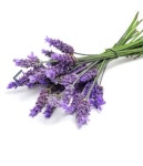 도테라 라벤더 아로마테라피 에센셜오일 : 아뜰리에 로지아로마