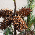 홍천잣 선물세트 백잣 황잣 견과류 홍천농산 국산잣 (100g X5캔) : 홍천잣농산