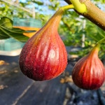 무화과 영암 청무화과 홍 해남 함평 산지직송 당일수확 GAP : 율이농원