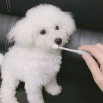 크레용펫 강아지 고양이 칫솔 양치  입냄새 치석제거 원형 360도 : CRAYON PET